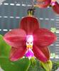 Phal. Lds Bear King RK4